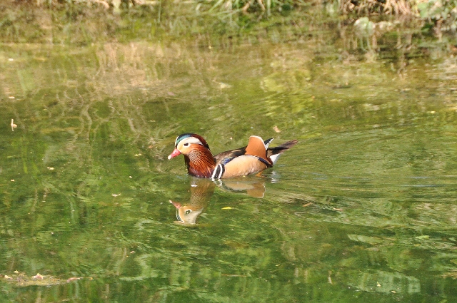 mandarin duck, mandarin ducks-5.jpg - MANDARIN DUCK - ARUNDEL - 20.4.11